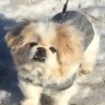 A. Lykke 🐶✨💫🌟 profil fotoğrafı
