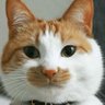 うんみ(ФωФ)🇯🇵🌸✨ profil fotoğrafı