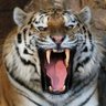 Tiger777 profil fotoğrafı