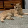 Фото профиля Dingo