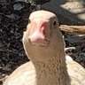 Profilbild von SoCalTreasure