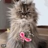 мєяу❤️'s profile picture