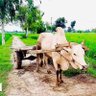 Фото профиля منڈا پنجاب دا
