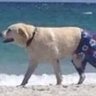 El perro con short profil fotoğrafı