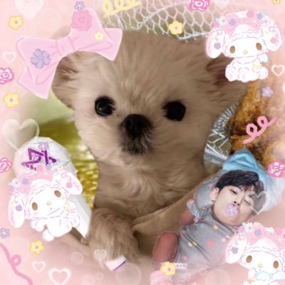 ꔛ✿ ꒰หมาทอด꒱ ✿ꔛ's profile picture