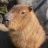 Capybara3 的头像