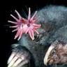 The Nosey Mole 🇨🇦🇬🇧🍎🍎's profile picture
