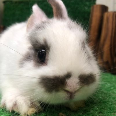 premiumpetclub's profile picture