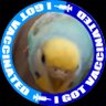 ふわりちゃん profil fotoğrafı