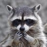 Злой's profile picture