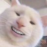 Profilbild von Sined Rz