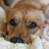 Smarshmellow 😁💙 profil fotoğrafı