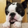 Wooby's profile picture
