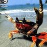 El Crabbito profil fotoğrafı