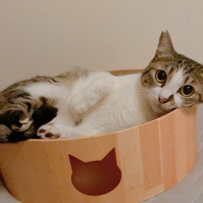 雨と雪's profile picture