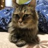 Фото профиля 🗝🖇🐞HIROnyan🖇818🖇🐈⬛🐈🐩