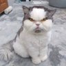 Фото профиля curiouscat
