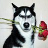 Cdmr's profile picture