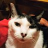 いしびん's profile picture