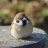 しがない高卒公務員 的头像