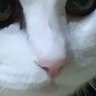 harusa野々球's profile picture