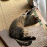 Фото профиля ニャンたろス