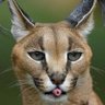 Sırrı Hâfi's profile picture
