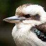Dexter Cerrone profil fotoğrafı