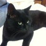 kuroneko profil fotoğrafı