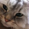 h.a's profile picture
