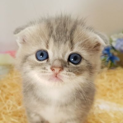 まんぼう(時々くつ下くん)'s profile picture