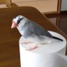 Profilbild von どーどーの眼の小さな塵