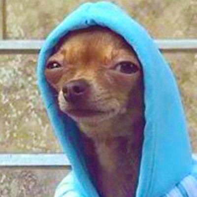 Perrito del MIR 🐶🦋's profile picture