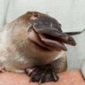 Фото профиля Punny Platypus 🥥🌴