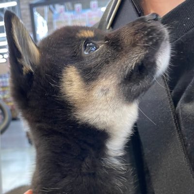9roshibamaru's profile picture