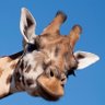 Profilbild von Useless Giraffe