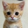 Orhan196816's profile picture