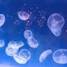 海月 ⁺𓂃ॱଳ͘ •₊˚ 的头像