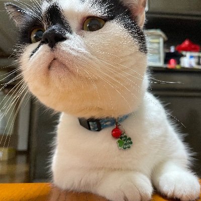 sayumi4771's profile picture