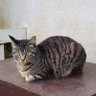 🐱銀将猫🐱斜め後ろに戻れるようになった。's profile picture
