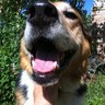 Profilbild von Shep/Polly