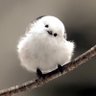 ふじの's profile picture