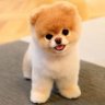 Profilbild von Pup