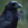Profilbild von Kevin Quinlan