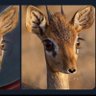 Фото профиля Reem 🦌