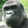 Profilbild von Lt. ApeWrinkles