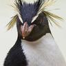 イワトビペンギン 的头像