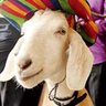democraquoi profil fotoğrafı