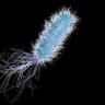 Profilbild von Pseudomono