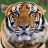 Profilbild von TonyTheTiger 🇨🇦